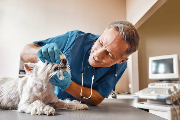 Best Emergency Tooth Extraction in Lake Shore, UT